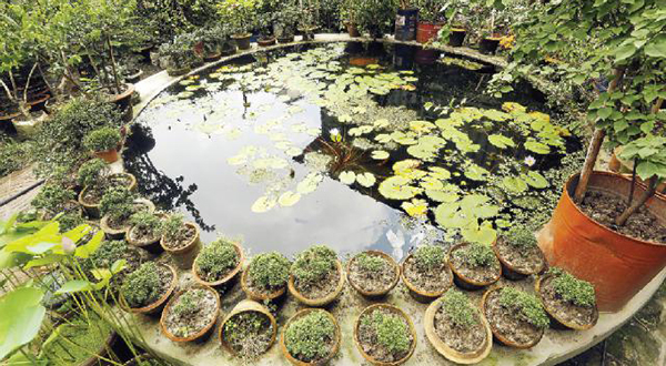 গাছ লাগানো কিংবা বাগান করার জন্য উপযুক্ত সময় হচ্ছে এখনই