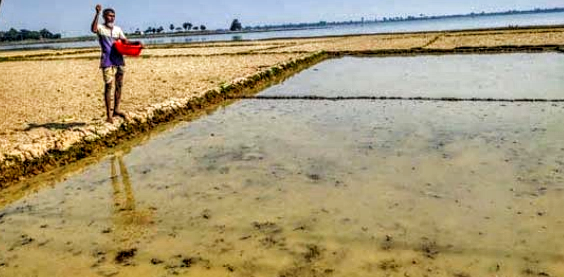 তানোরে বীজতলায় ব্যস্ত কৃষক