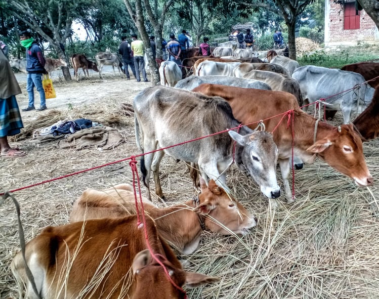 রাজশাহীর তানোরে ওর্য়াল্ড ভিশনের গরু বিতরণে অনিয়ম