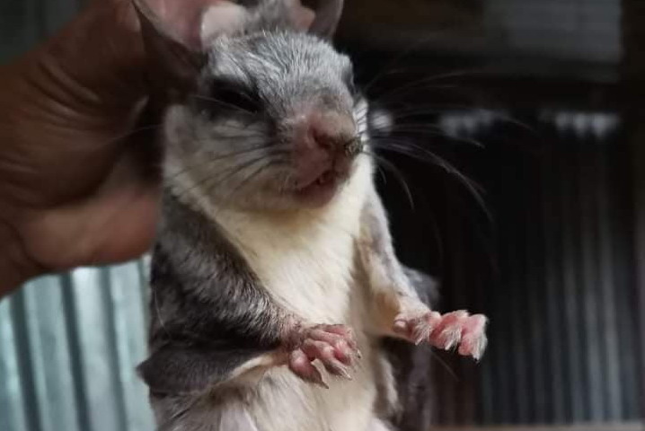 বান্দরবানের লামায় বিরল প্রজাতির কাট বিড়াল উদ্ধার