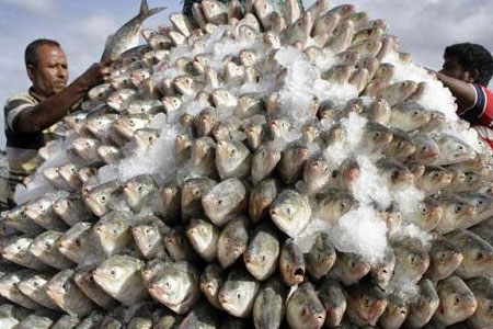 মৎস ও প্রাণীসম্পদ মন্ত্রী : আগামী ৫ বছর ইলিশ রফতানি করবে না সরকার