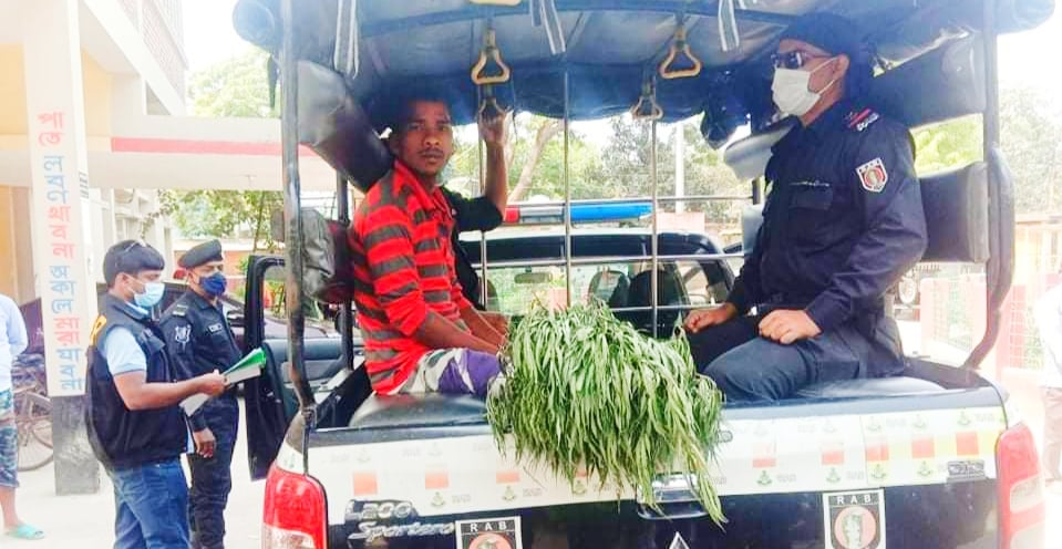 নাচোলে ৩টি গাঁজার গাছসহ ১জনকে আটক করেছে র‌্যাব
