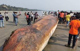 সমুদ্র সৈকতে আরও একটি মৃত তিমি ভেসে এল
