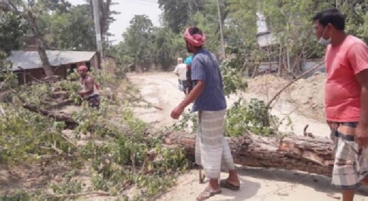 তানোরে বিএমডির রোপিত গাছ লোপাট