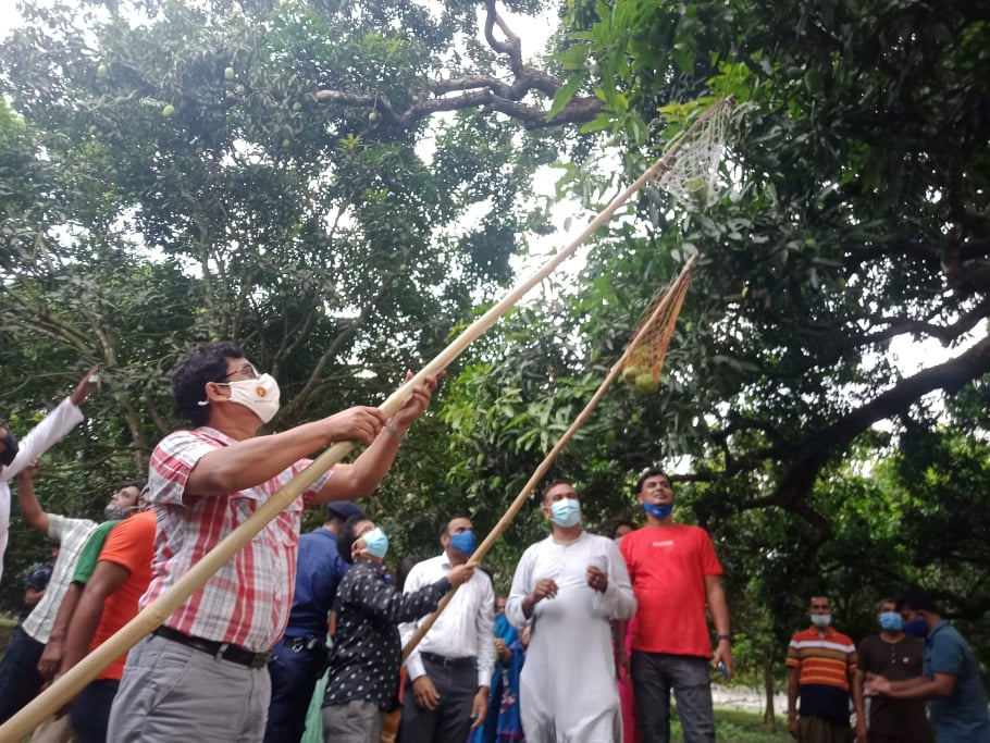 আমের রাজধানী চাঁপাইনবাবগঞ্জে আনুষ্ঠানিকভাবে আম পাড়ার উদ্বোধন