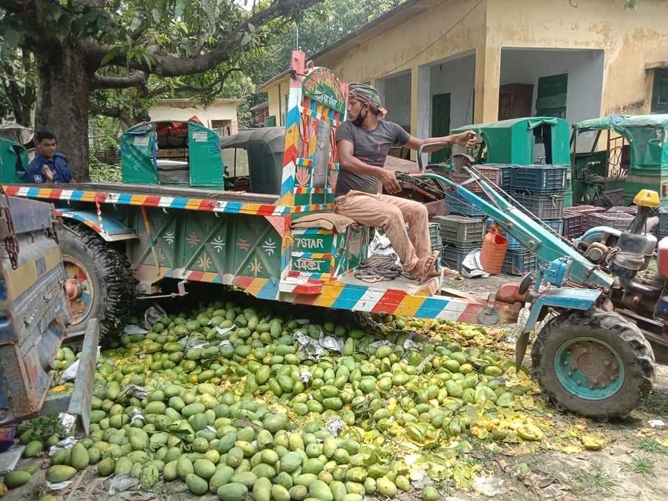 চাঁপাইনবাবগঞ্জের শিবগঞ্জে মেডিসিন দিয়ে আম পাকানোয় পুলিশ ম্যাজিষ্ট্রেটের উপস্থিতিতে ২৫ মন লখনা আম ধ্বংস