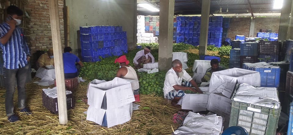 কঠোর লকডাউনে ক্রেতা নেই আমের রাজধানী কানসাট আম বাজারে