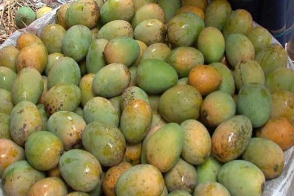 নাটোরে নিরাপদ আম সংগ্রহ কার্যক্রম সহ গোপালভোগ আম নামানো শুরু