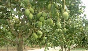 আমের নতুন রাজধানী উত্তরের আরেক জনপদ নওগাঁ