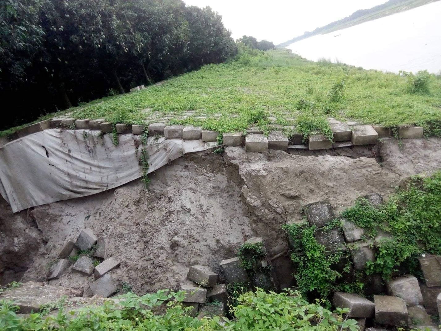 চাঁপাইনবাবগঞ্জের ভোলাহাট মহানন্দা নদীর তীর রক্ষা বাঁধ হুমকির মুখে।। পাউবোর দায়সারা সংস্কারের প্রস্তুতি
