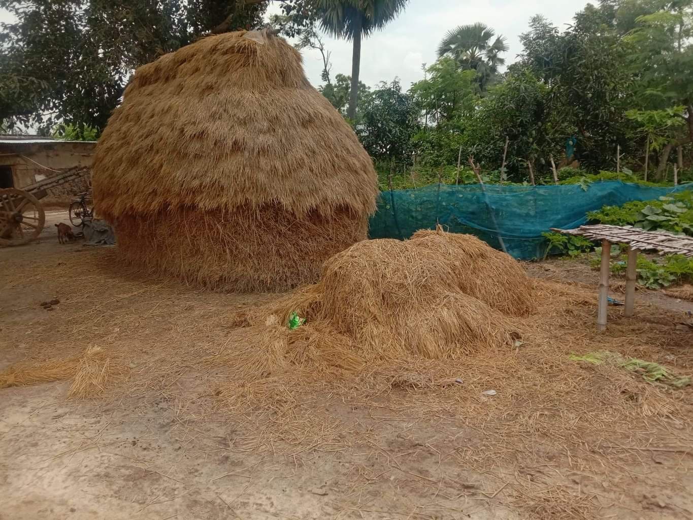 রহনপুর ইউনিয়নে অবৈধভাবে স্কুল মাঠের সরকারি জমি ভোগদখল করে খাচ্ছে ভূমিদস্যুরা