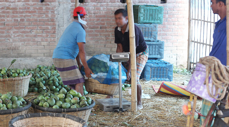 চাঁপাইনবাবগঞ্জের কানসাটে ৫০ কেজিতে মণ ধরে আম কিনছেন অভিযোগ উঠেছে আড়তদারদের বিরুদ্ধে