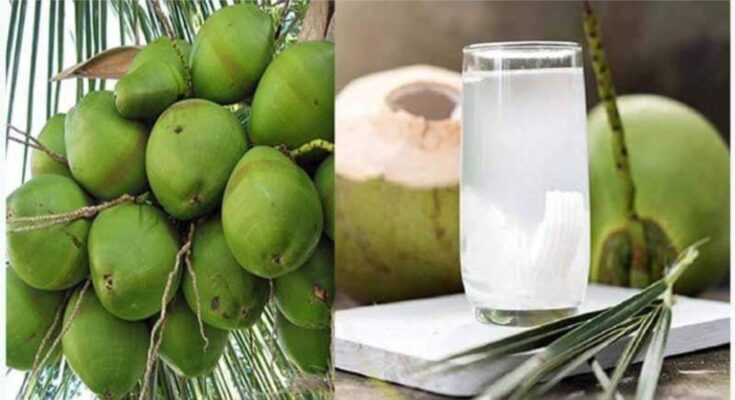 বিভিন্ন গবেষণায় দেখা গেছে খালি পেটে ডাবের পানি খেলে হার্টের এই রোগ গুলো আর কখনো হবে না