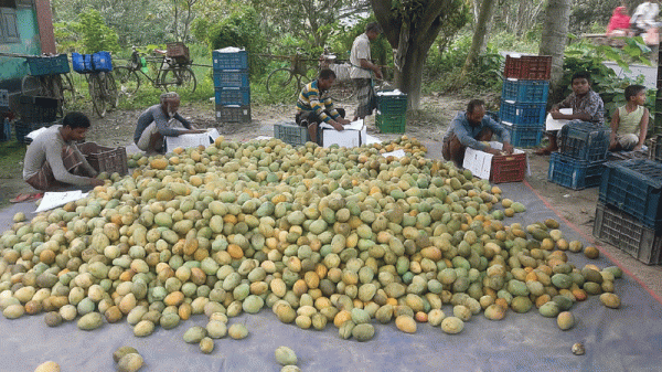 লকডাউনের কারনে আমের বাজার ঊর্ধ্বগতি কপাল খুলেছে রাজশাহীর ব্যবসায়ীদের