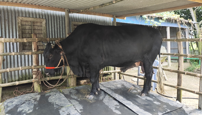 মির্জাপুর উপজেলার ‘অন্তর বাবু’র দাম ১৫ লাখ!