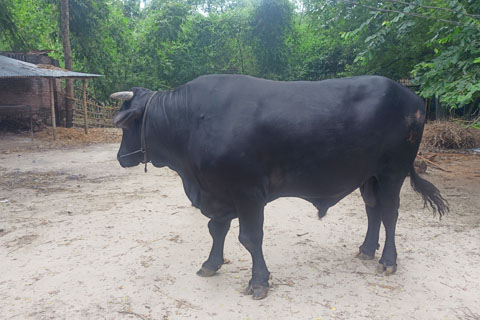 শিবগঞ্জে চাঁপাই সম্রাটের দাম ৩০ লাখ টাকা হাঁকছে মালিক