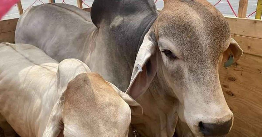 যুক্তরাষ্ট্র থেকে আমদানি করা বিমানবন্দরে জব্দ কোটি টাকার গরু, পাওয়া যাচ্ছে না মালিক