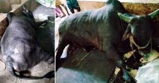 কুমিল্লার চৌদ্দগ্রামের ব্রাহমা জাতের এক টন অবিক্রীত সেই এক টন ওজনের ‘কালা মানিক’ মারা গেছে