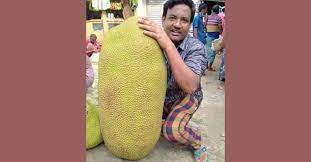 রাজশাহীর বাঘায় ৬০ কেজির কাঁঠাল ১৩০০ টাকায় বিক্রি