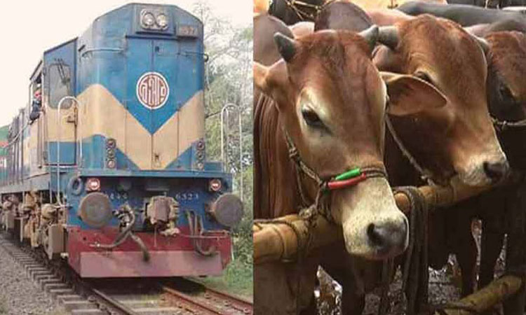চলমান লকডাউনে এবারও রেলপথে কোরবানির পশু পরিবহন