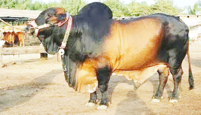 পবিত্র ঈদুল আজহায় বিশেষ ট্রেনে ঢাকায় আসবে কোরবানির পশু