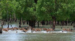 দেড় বছরেরও বেশি সময় পর ১ সেপ্টেম্বর থেকে পর্যটকদের জন্য উন্মুক্ত সুন্দরবন