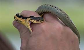 সাবধান! সাপে কামড়ালে এই কাজগুলো ভুলেও করবেন না