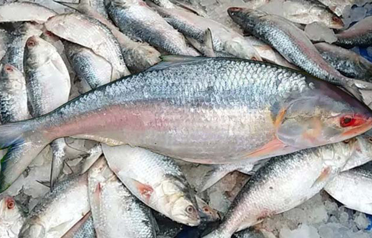 যেভাবে চিনবেন নদীর তাজা ও আসল ইলিশ