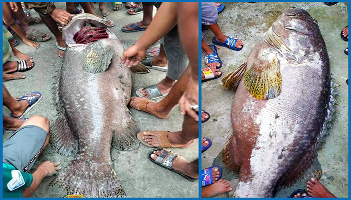 টেকনাফের সেন্টমার্টিনে বড়শিতে ধরা পড়লো ৯০ কেজি ওজনের ভোল মাছ