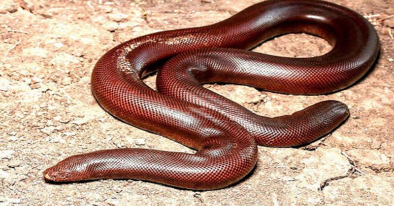 দু’মুখো এই সাপ যে কারণে কোটি টাকা মূল্যে বিক্রি হয়