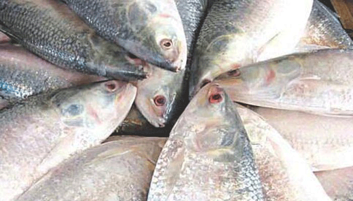 দুর্গাপূজা উপলক্ষে ভারতে যাচ্ছে ২০০০ টন ইলিশ