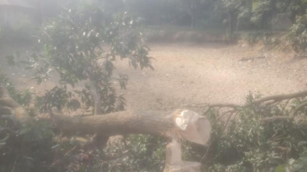 তানোরে সরকারী স্কুলের গাছ কেটে ফেলার অভিযোগ প্রভাবশালীর বিরুদ্ধে