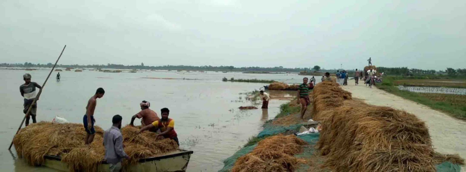 গোমস্তাপুরে এবার বেড়েছে আমন ধানের উৎপাদন