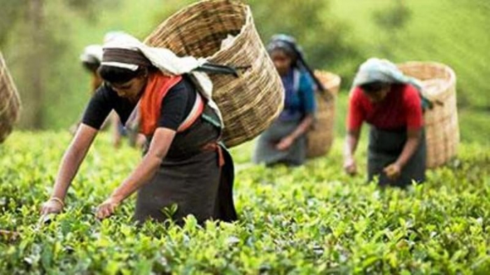 ১৬৮ বছরের চা চাষের ইতিহাসে রেকর্ড উৎপাদন