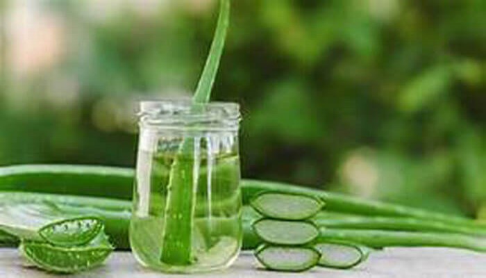 অ্যালোভেরা সংরক্ষণের সহজ কিছু উপায়!