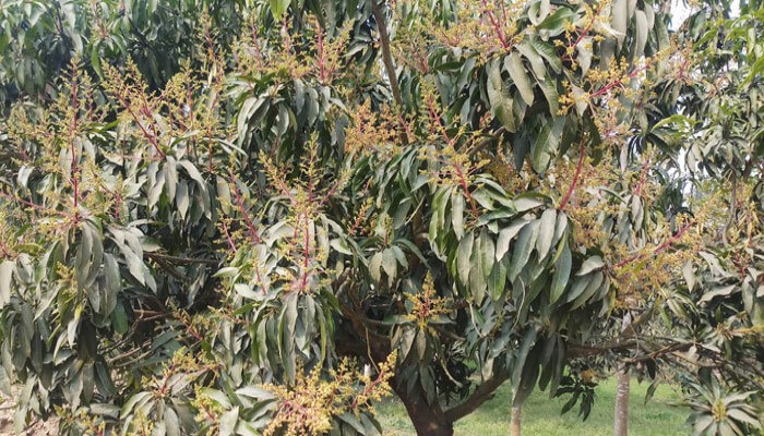 চারঘাটে গাছে গাছে শোভা পাচ্ছে আমের মুকুল, পরিচর্যায় ব্যস্ত কৃষক