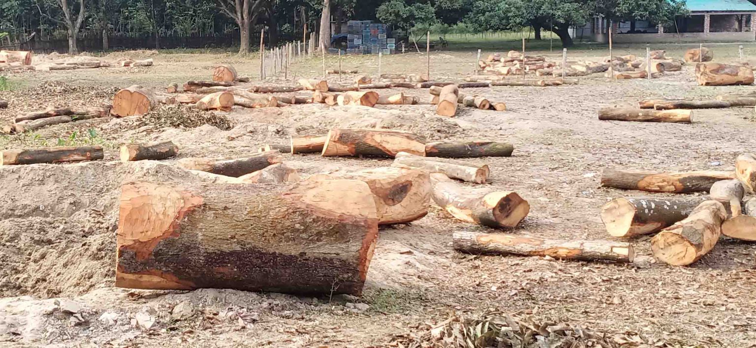 ব্যক্তি মালিকানার গাছ কাটতেও লাগবে অনুমতি