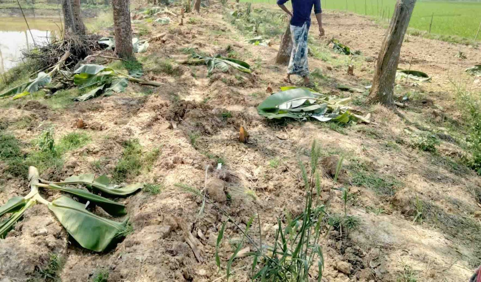 নাচোলে পূর্ব শত্রুতার জেরে গাছ কেটে ফেলার অভিযোগ