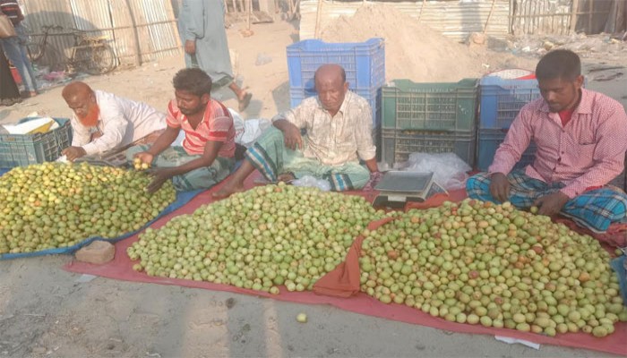 বরই চাষে বাগানীরা লাভবান হলেও, বিপাকে মৌসুমি ব্যবসায়ীরা