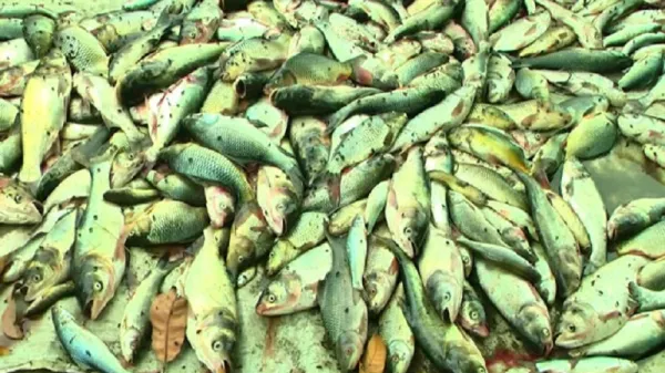 রাজশাহীতে পুকুরে বিষ দিয়ে ৫০ লাখ টাকার মাছ নিধন