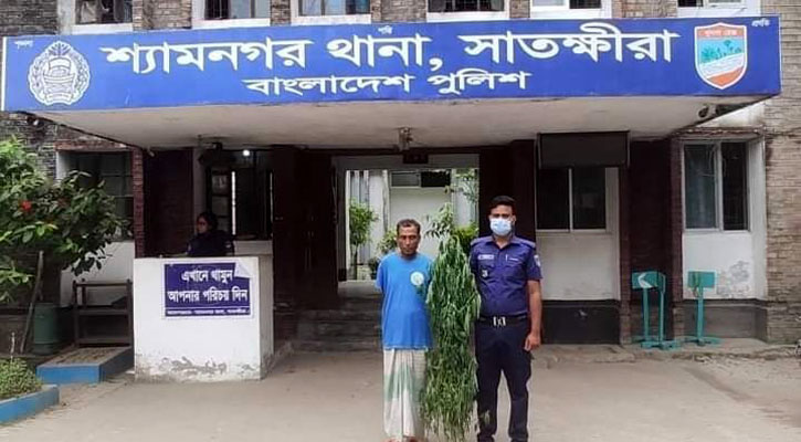 সাতক্ষীরার শ্যামনগরে নিজ বাড়িতেই গাঁজা চাষ করেছিলেন আজিবর