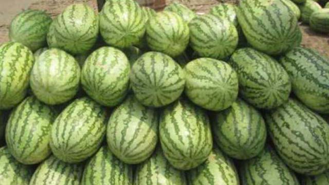টেকনাফে তরমুজের আকাশছোঁয়া দাম
