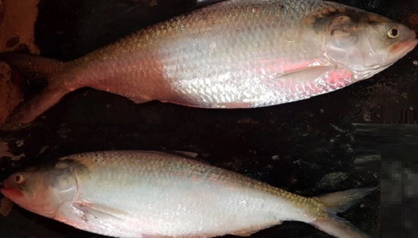 ভোলার লালমোহনে মেঘনায় জেলের জালে মৌসুমের সবচেয়ে বড় দুই রাজা ইলিশ