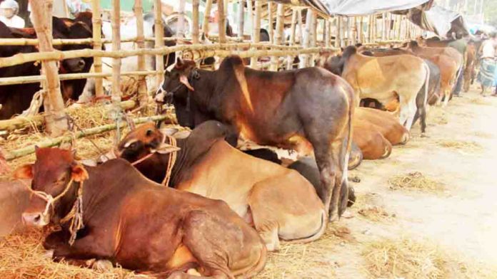 আগামীকাল পবিত্র ঈদুল আজহা, বড় গরু নিয়ে দুশ্চিন্তায় বিক্রেতারা