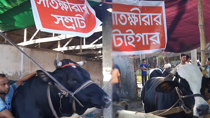 মোটরসাইকেল-ফ্রিজ ফ্রি, তবু বিক্রি হয়নি সাতক্ষীরার আলোচিত সেই ‘সম্রাট’ ও ‘টাইগার’