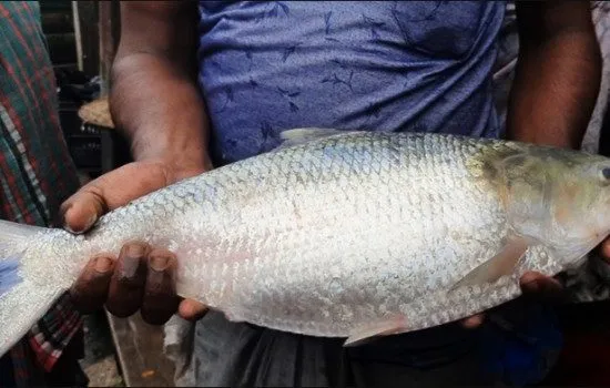 এক ইলিশের দাম হাঁকা হয়েছে ৪ হাজার টাকা