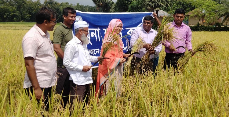 গোমস্তাপুরে শস্য কর্তন ও মাঠ দিবস পালিত