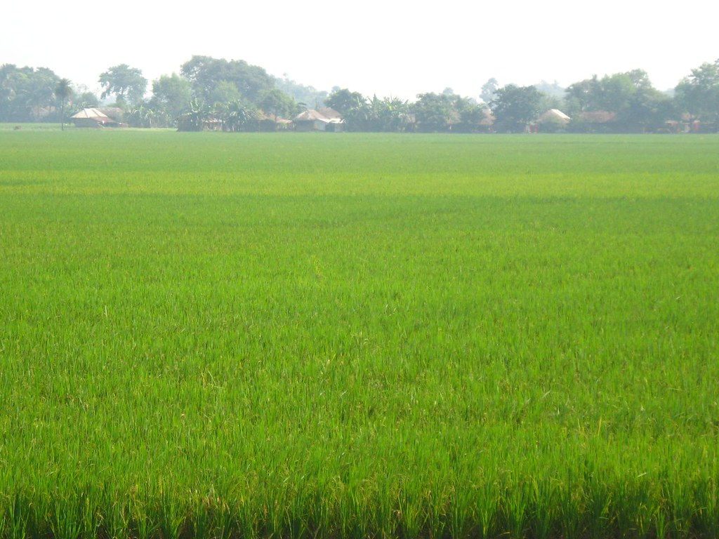 নাচোলে ক্ষেত খাওয়াকে কেন্দ্র করে মহিলাকে মারধরের অভিযোগ এক শিক্ষকের বিরুদ্ধে