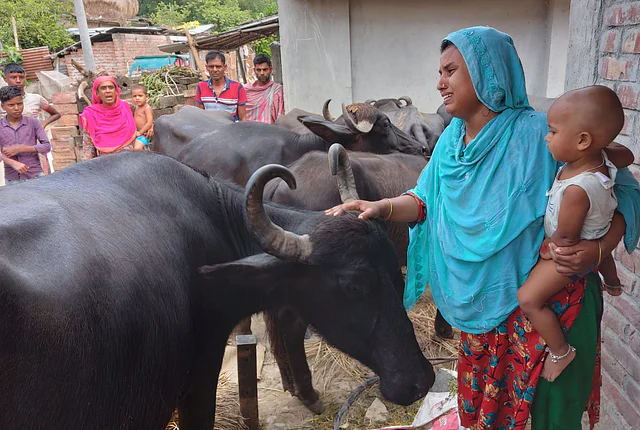 পদ্মার স্রোতে ‘ভেসে যাওয়ার’ ১৪ দিন পর ১৫ মহিষের ‘বাড়ি ফেরা