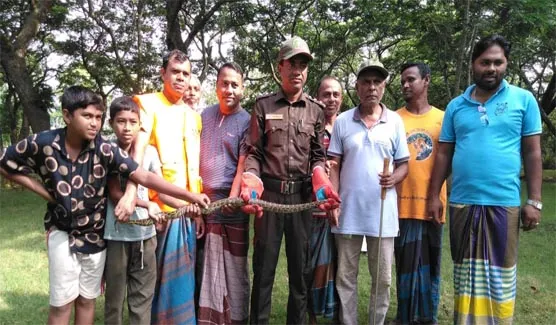 মোংলায় মৎস্য ঘের থেকে অজগর উদ্ধার